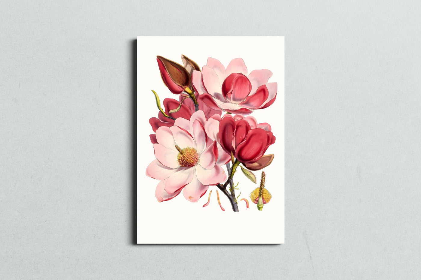 Magnolia Muse - MySmileTiles